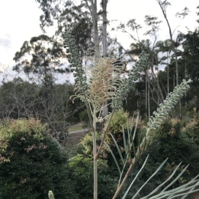 Unidentified Other Shrub at Doonan, QLD - 31 Jul 2019 by Kelserr