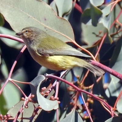 Smicrornis brevirostris (Weebill) at Gordon, ACT - 31 Jul 2019 by RodDeb