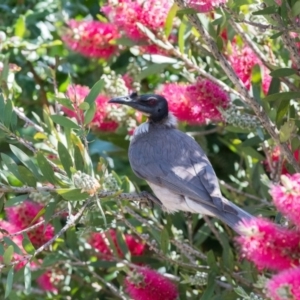 Philemon corniculatus at Penrose, NSW - 11 Nov 2018