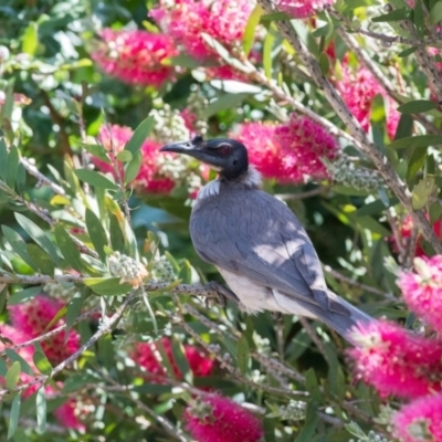 Philemon corniculatus (Noisy Friarbird) at Wingecarribee Local Government Area - 10 Nov 2018 by NigeHartley