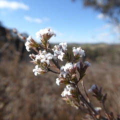 Styphelia attenuatus (Small-leaved Beard Heath) at Yass River, NSW - 30 Jul 2019 by SenexRugosus