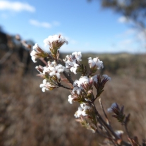 Styphelia attenuata at Yass River, NSW - 31 Jul 2019