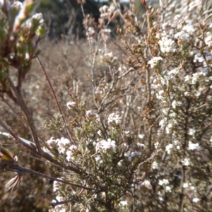 Styphelia attenuata at Yass River, NSW - 31 Jul 2019