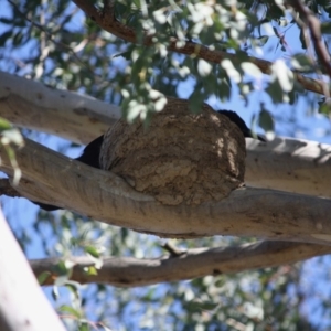 Corcorax melanorhamphos at Deakin, ACT - 31 Jul 2019 02:10 PM