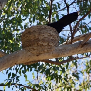 Corcorax melanorhamphos at Deakin, ACT - 31 Jul 2019 02:10 PM