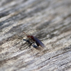 Papyrius nitidus (Shining Coconut Ant) at Deakin, ACT - 31 Jul 2019 by LisaH