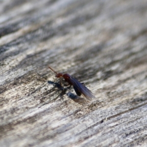 Papyrius nitidus at Deakin, ACT - 31 Jul 2019