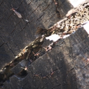 Papyrius nitidus at Deakin, ACT - 31 Jul 2019