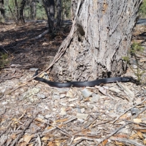 Pseudechis porphyriacus at Yass River, NSW - 31 Mar 2018