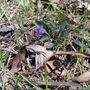 Viola betonicifolia at Yass River, NSW - 31 Oct 2018