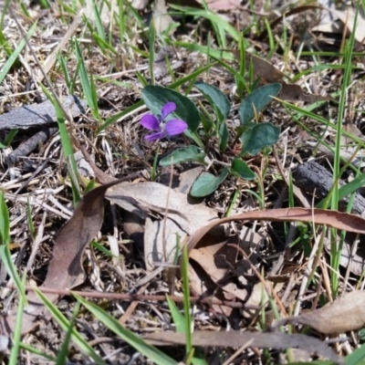 Viola betonicifolia (Mountain Violet) at Yass River, NSW - 31 Oct 2018 by SenexRugosus