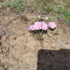 Convolvulus angustissimus subsp. angustissimus (Australian Bindweed) at Rugosa - 2 Jan 2019 by SenexRugosus