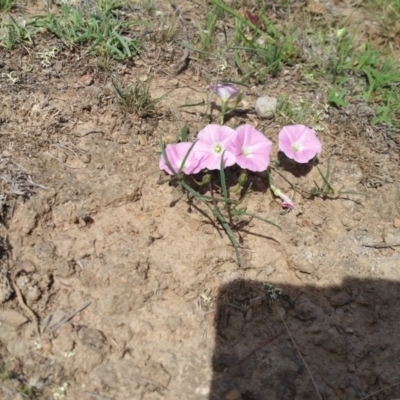 Convolvulus angustissimus subsp. angustissimus (Australian Bindweed) at Yass River, NSW - 2 Jan 2019 by SenexRugosus