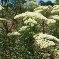 Cassinia longifolia (Shiny Cassinia, Cauliflower Bush) at Yass River, NSW - 3 Dec 2017 by SenexRugosus