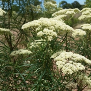 Cassinia longifolia at Yass River, NSW - 3 Dec 2017