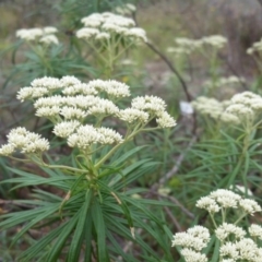 Cassinia longifolia at Yass River, NSW - 3 Dec 2017 03:25 PM