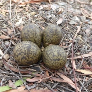 Vanellus miles at Yass River, NSW - 27 Dec 2016