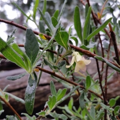 Billardiera scandens (Hairy Apple Berry) at Yass River, NSW - 29 Nov 2017 by SenexRugosus