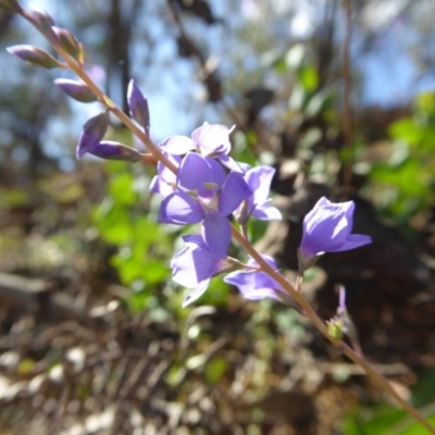 Veronica perfoliata (Digger's Speedwell) at Yass River, NSW - 29 Nov 2017 by SenexRugosus