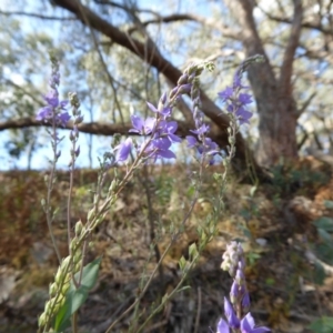 Veronica perfoliata at Yass River, NSW - 29 Nov 2017