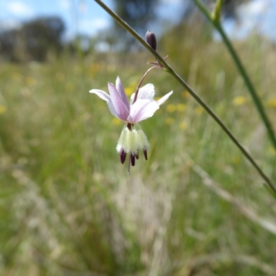 Arthropodium milleflorum (Vanilla Lily) at Yass River, NSW - 21 Nov 2017 by SenexRugosus