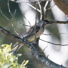 Anthochaera carunculata (Red Wattlebird) at Penrose - 11 Nov 2018 by NigeHartley