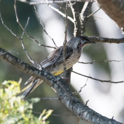 Anthochaera carunculata (Red Wattlebird) at Wingecarribee Local Government Area - 11 Nov 2018 by NigeHartley