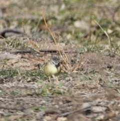 Acanthiza chrysorrhoa (Yellow-rumped Thornbill) at Red Hill Nature Reserve - 31 Jul 2019 by LisaH