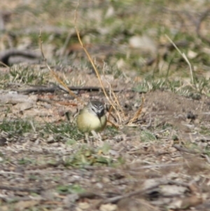 Acanthiza chrysorrhoa at Deakin, ACT - 31 Jul 2019 02:55 PM