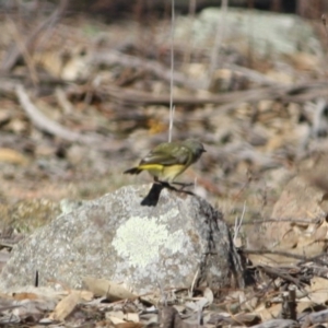 Acanthiza chrysorrhoa at Deakin, ACT - 31 Jul 2019