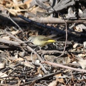 Acanthiza chrysorrhoa at Deakin, ACT - 31 Jul 2019