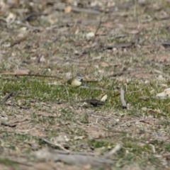 Acanthiza chrysorrhoa at Deakin, ACT - 31 Jul 2019