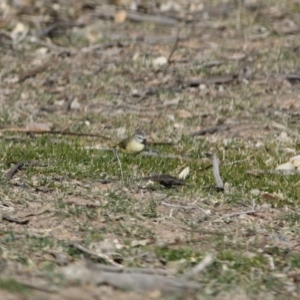 Acanthiza chrysorrhoa at Deakin, ACT - 31 Jul 2019