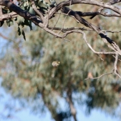 Acanthiza chrysorrhoa at Deakin, ACT - 31 Jul 2019