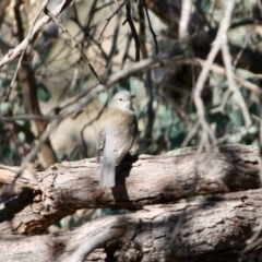 Colluricincla harmonica at Deakin, ACT - 31 Jul 2019 02:34 PM
