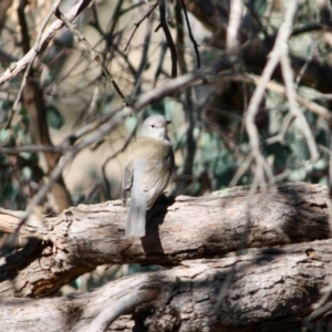 Colluricincla harmonica at Deakin, ACT - 31 Jul 2019 02:34 PM