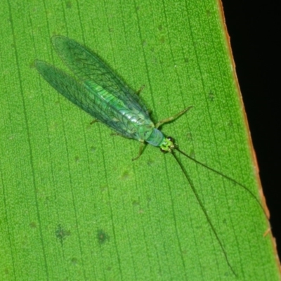 Mallada tripunctatus (Three-spot green lacewing) at ANBG - 25 Jul 2019 by Harrisi