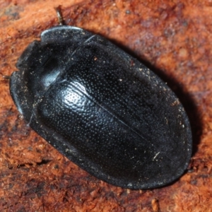 Pterohelaeus striatopunctatus at Dunlop, ACT - 29 Jul 2019 02:52 PM