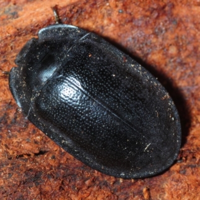 Pterohelaeus striatopunctatus (Darkling beetle) at Woodstock Nature Reserve - 29 Jul 2019 by Harrisi