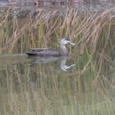 Anas superciliosa (Pacific Black Duck) at Wingecarribee Local Government Area - 7 Oct 2018 by NigeHartley