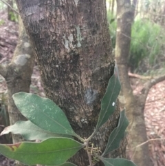 Notelaea longifolia (Long-Leaved Mock Olive) at Budgong, NSW - 25 Jul 2019 by Ry