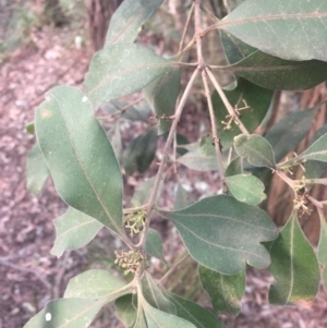 Notelaea longifolia at Budgong, NSW - 26 Jul 2019
