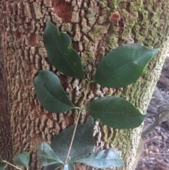 Syzygium smithii at Budgong, NSW - 5 Aug 2019