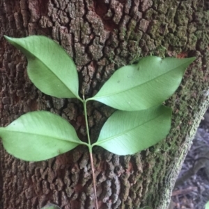 Syzygium smithii at Budgong, NSW - 5 Aug 2019 10:28 AM