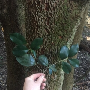 Syzygium smithii at Budgong, NSW - 5 Aug 2019