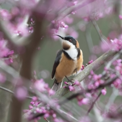 Acanthorhynchus tenuirostris (Eastern Spinebill) at Penrose, NSW - 7 Oct 2018 by NigeHartley