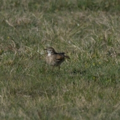 Anthus australis (Australian Pipit) at Wingecarribee Local Government Area - 22 Sep 2013 by NigeHartley