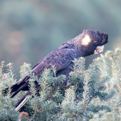 Zanda funerea (Yellow-tailed Black-Cockatoo) at Penrose, NSW - 24 Apr 2019 by NigeHartley