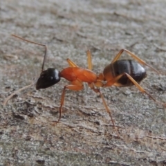 Camponotus consobrinus (Banded sugar ant) at Sunshine Beach, QLD - 11 Jun 2018 by MichaelBedingfield