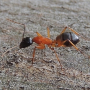 Camponotus consobrinus at Sunshine Beach, QLD - 11 Jun 2018 12:00 AM